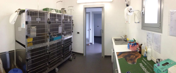 Veterinario ricovero
