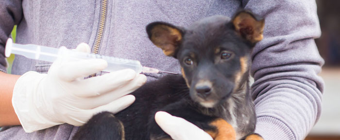 Vaccinazione veterinaria