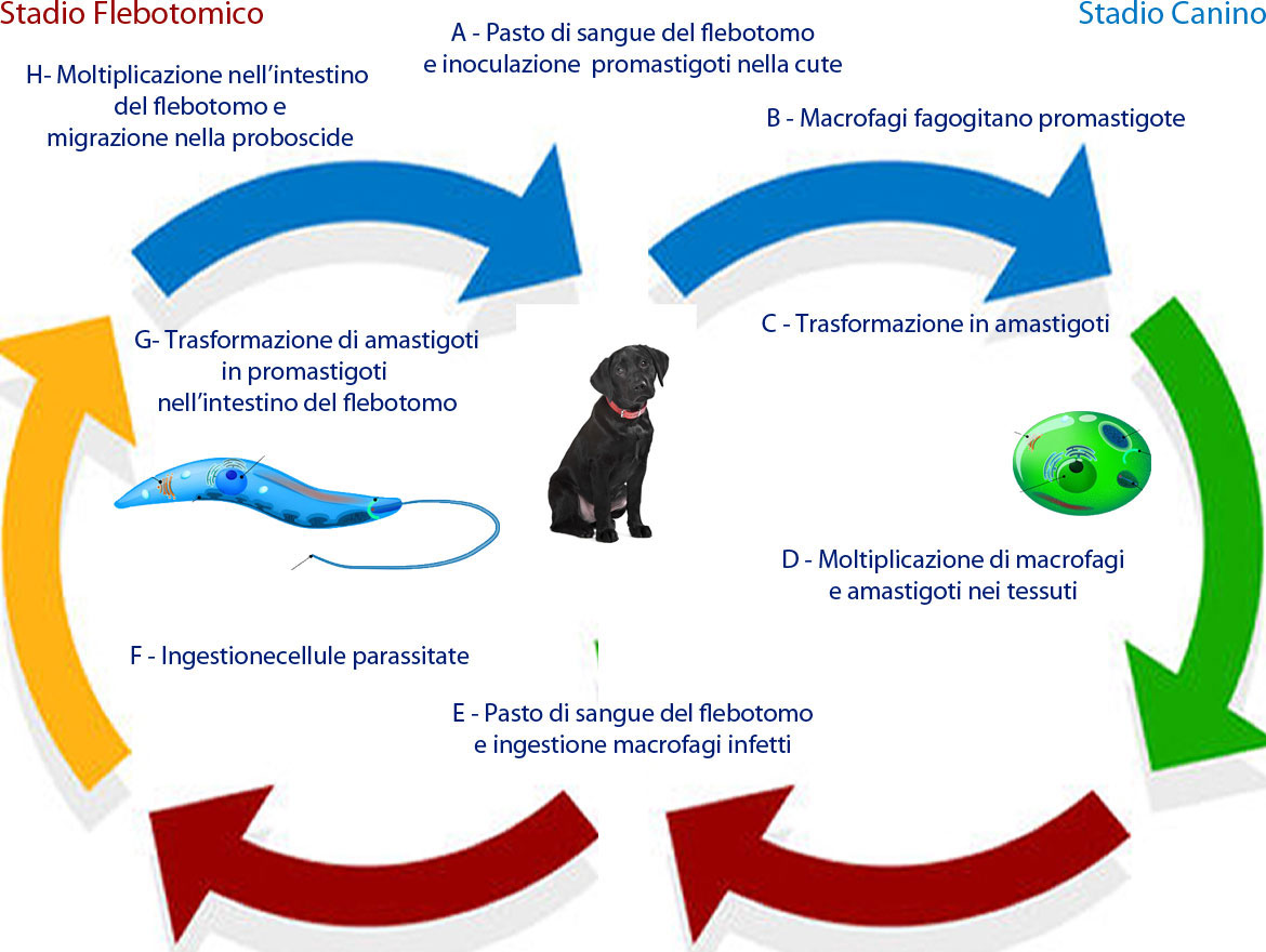 Ciclo della Leishmaniosi